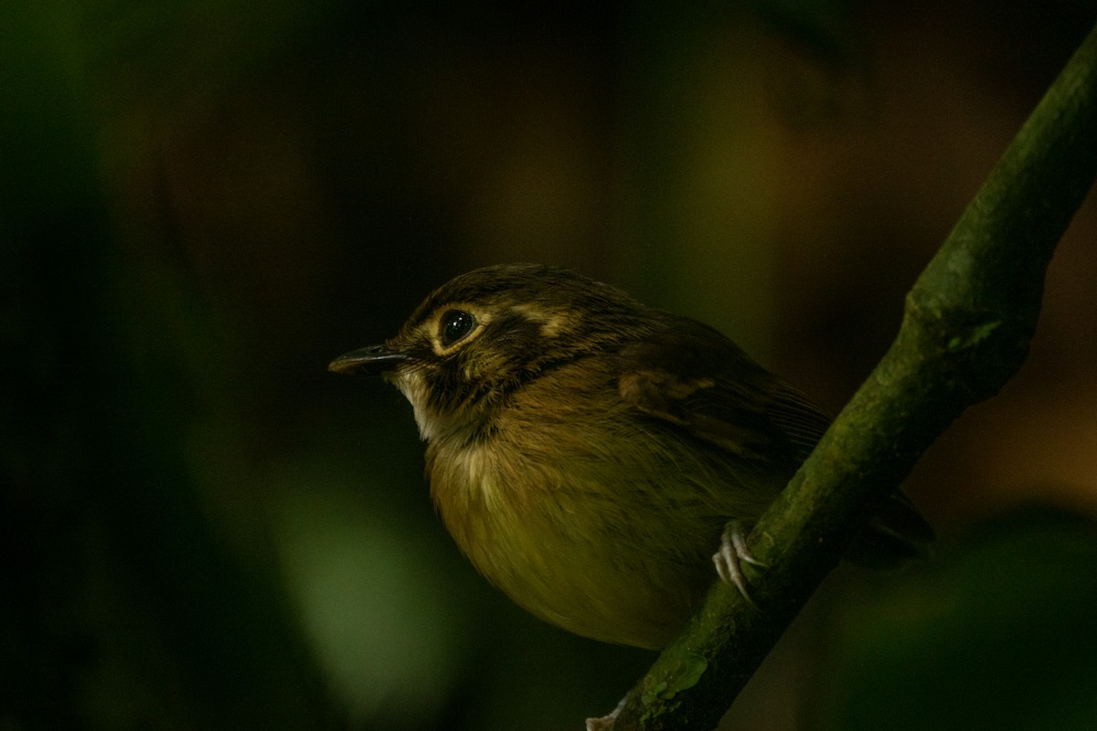 Gelbscheitel-Spatelschnabeltyrann - ML643613676