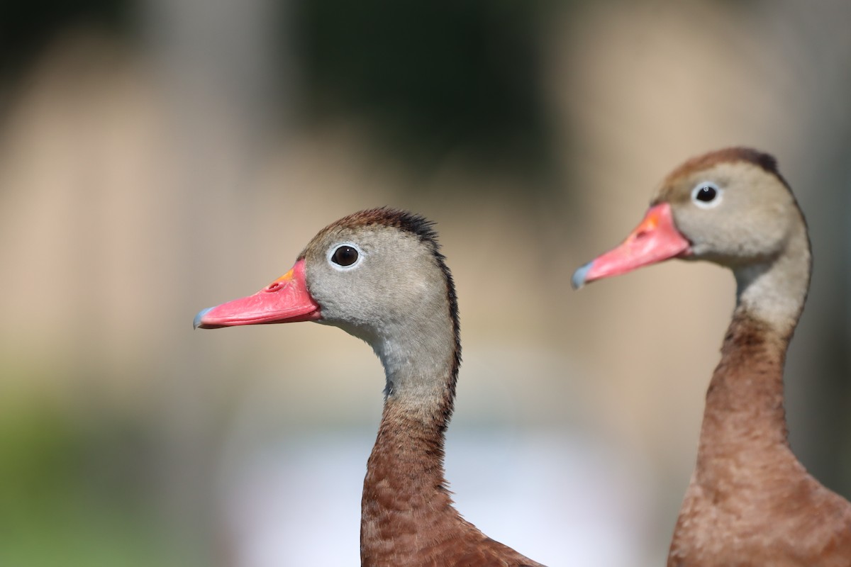 Black-bellied Whistling-Duck - ML643613695