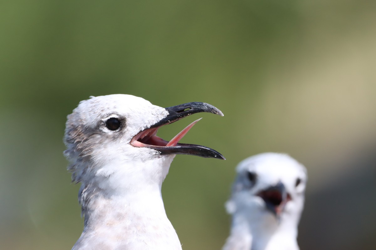 Laughing Gull - ML643613701