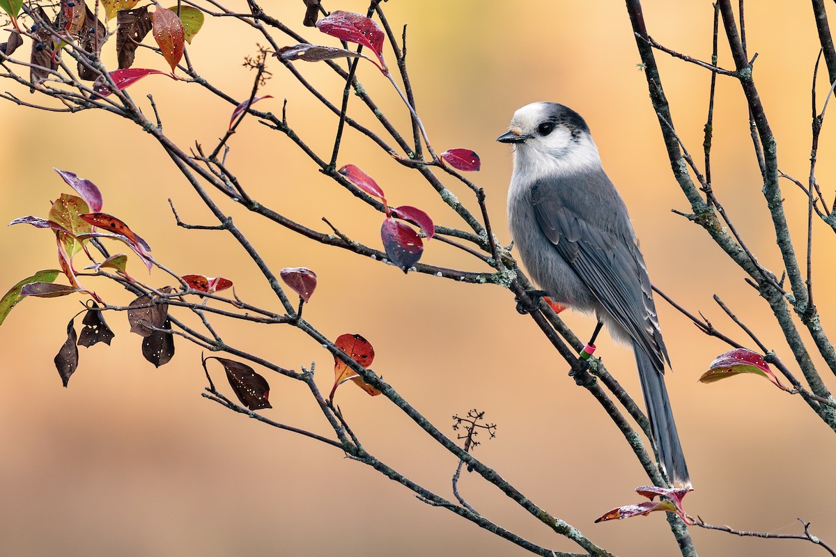 sojka šedá - ML643613708
