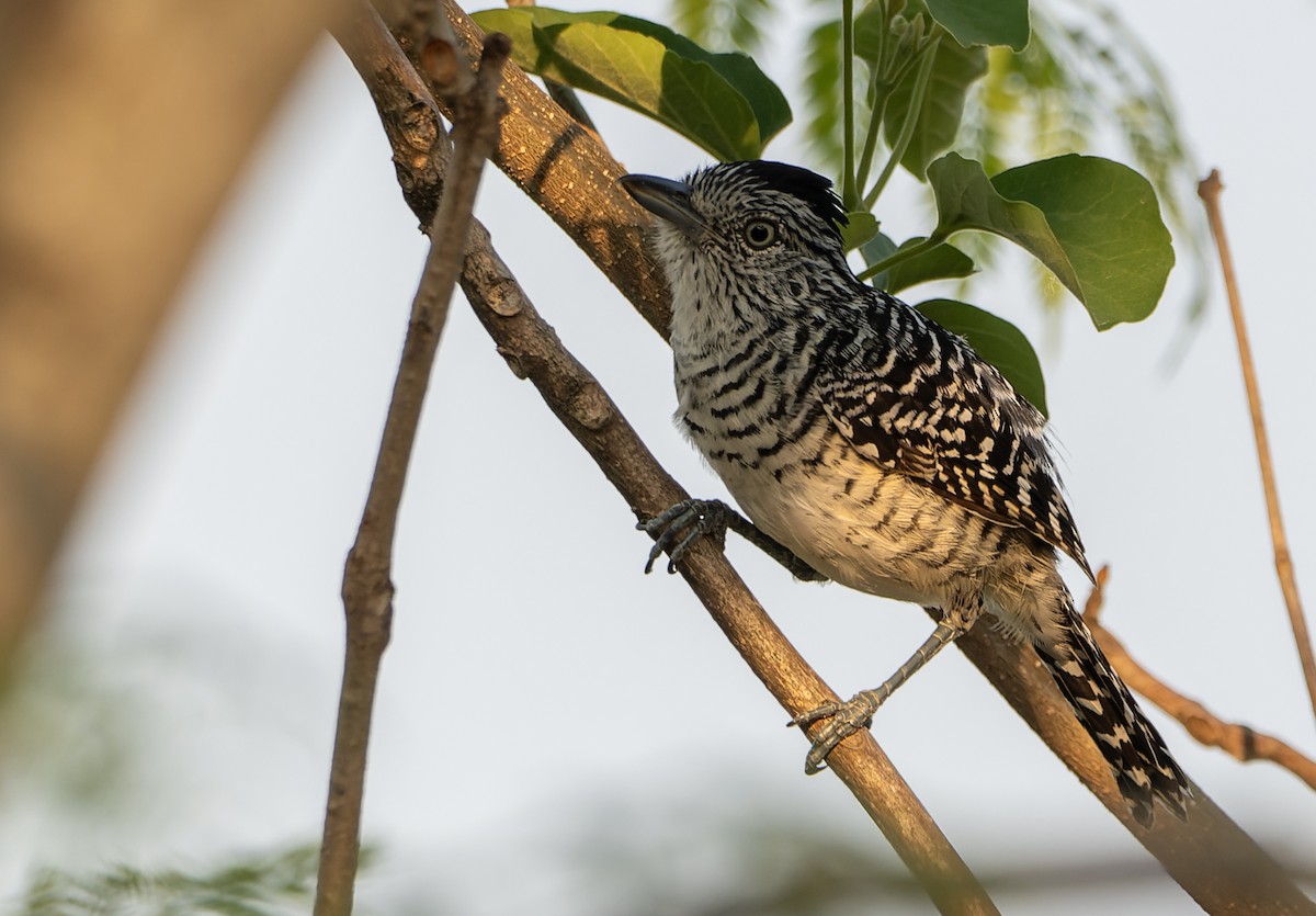 Barred Antshrike - ML643613723