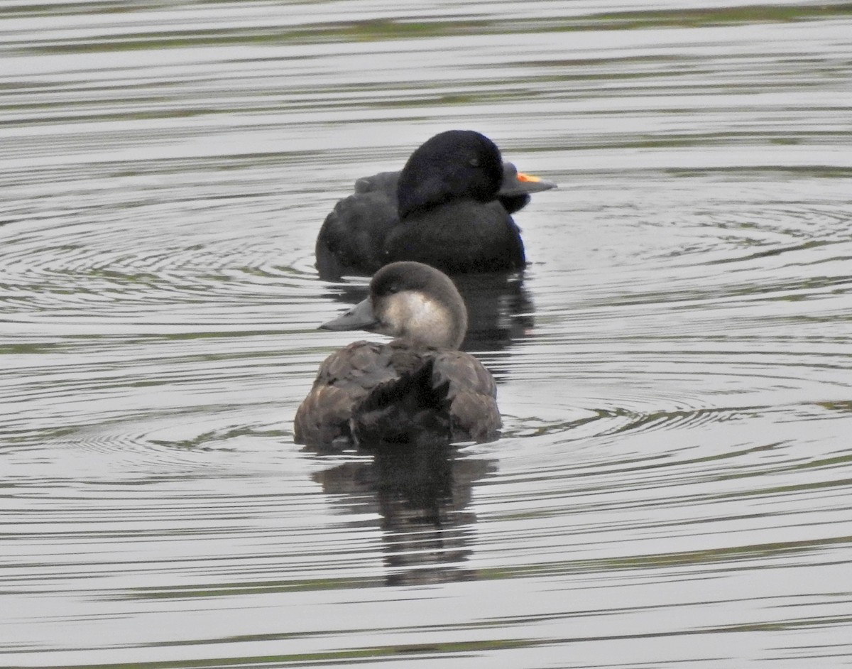 Common Scoter - ML643613724