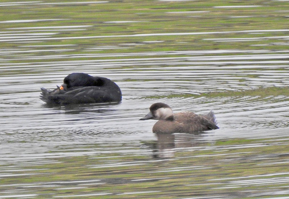 Common Scoter - ML643613725