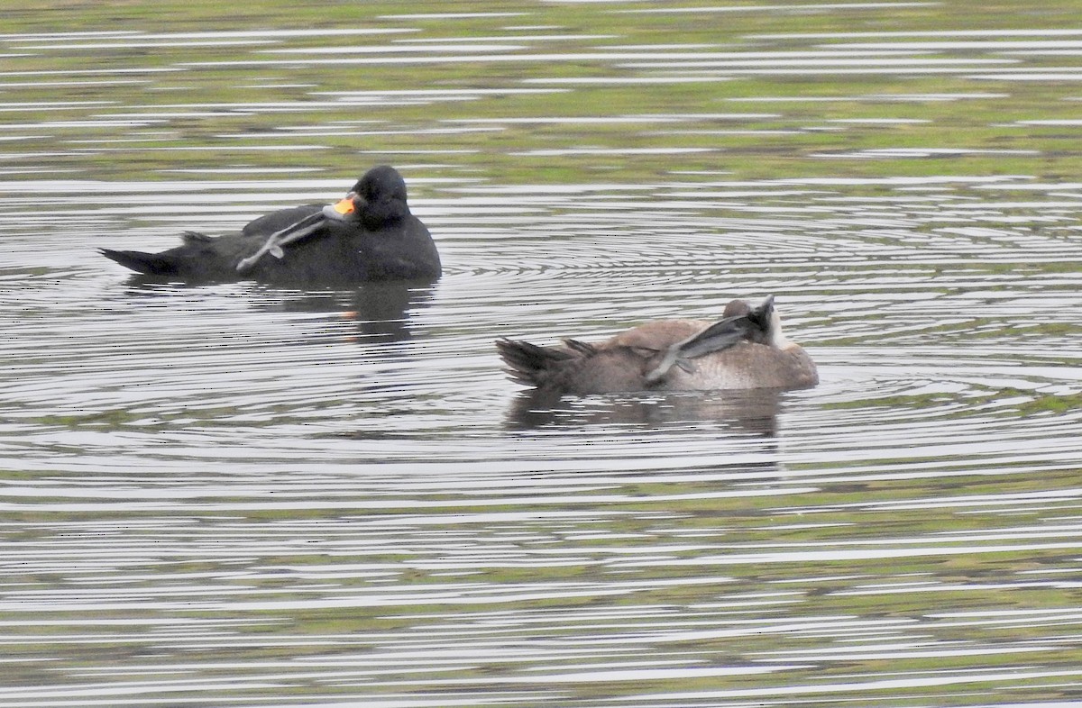 Common Scoter - ML643613726