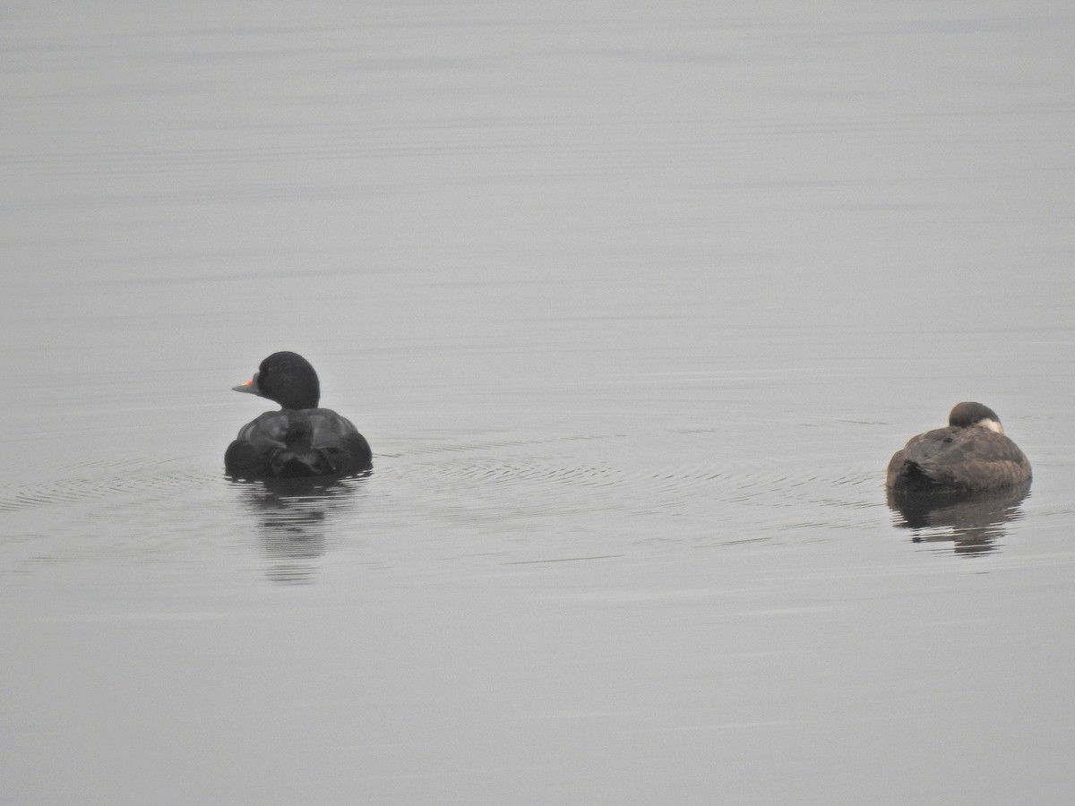 Common Scoter - ML643613727