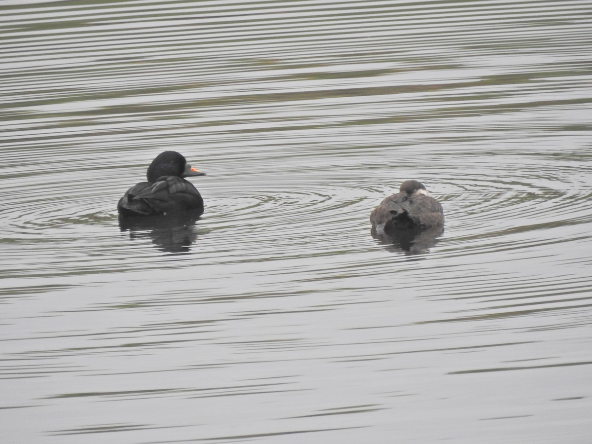 Common Scoter - ML643613728