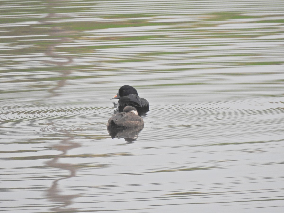 Common Scoter - ML643613729