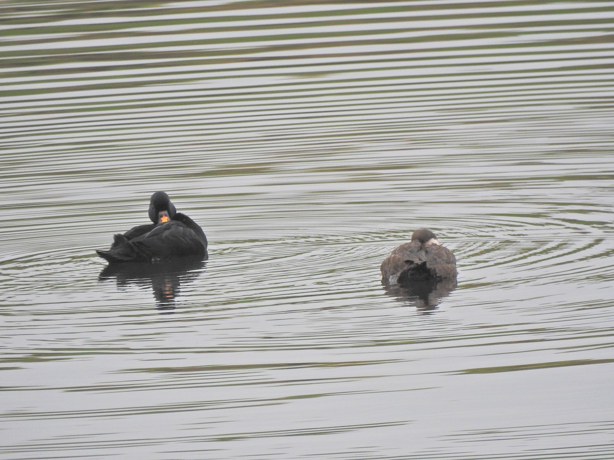 Common Scoter - ML643613730