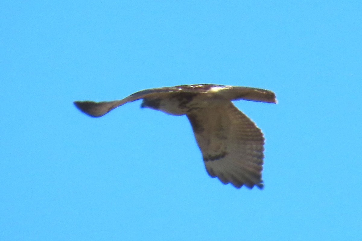 Red-shouldered Hawk (lineatus Group) - ML643613735