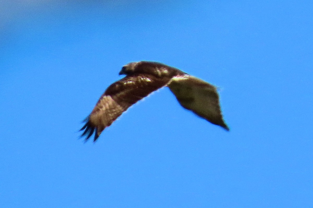 Red-shouldered Hawk (lineatus Group) - ML643613736