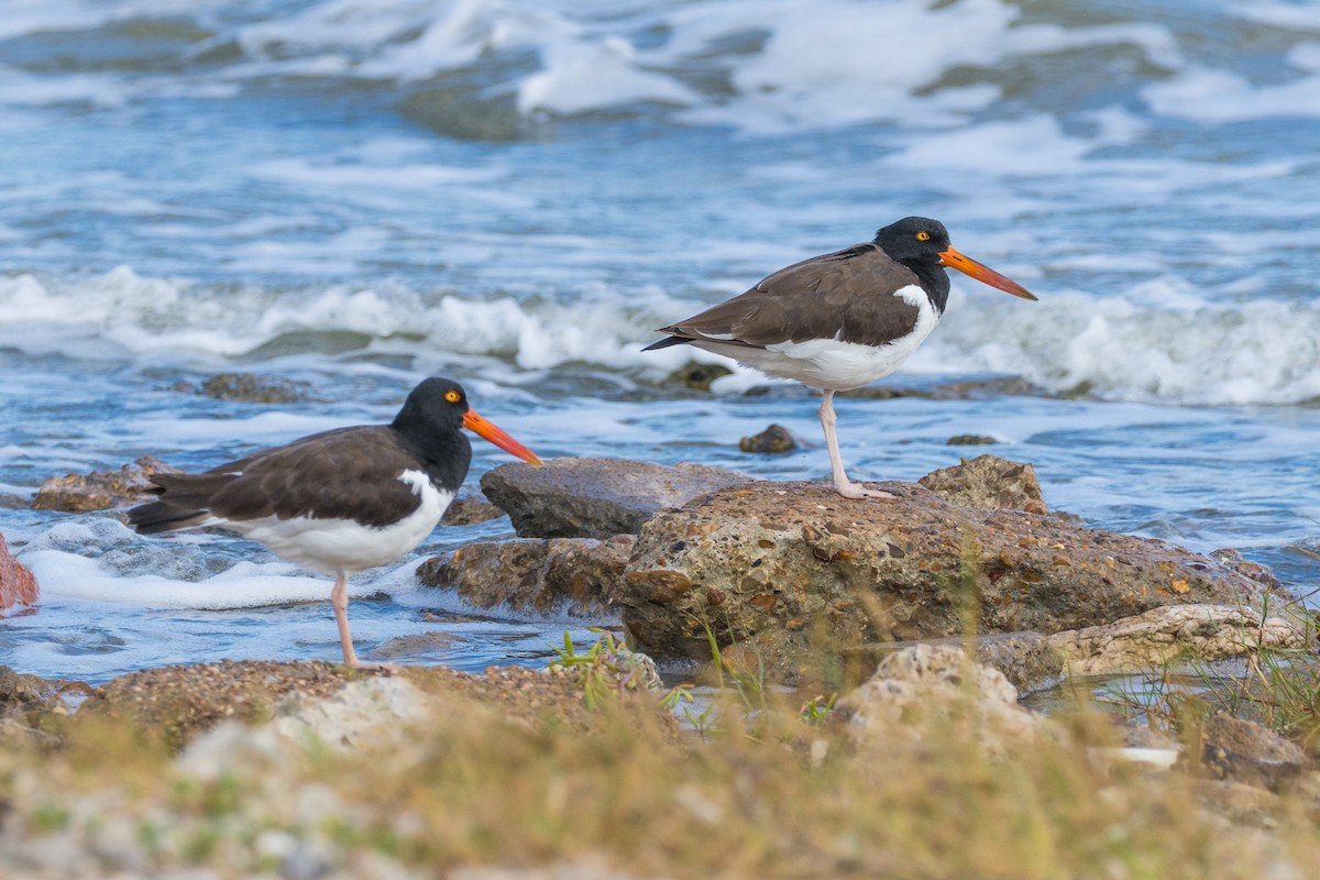 American Oystercatcher - ML643613740