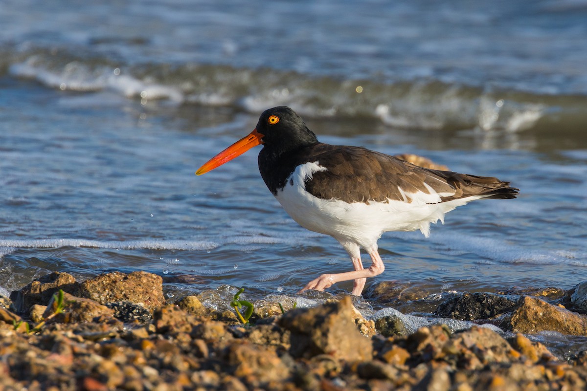American Oystercatcher - ML643613741
