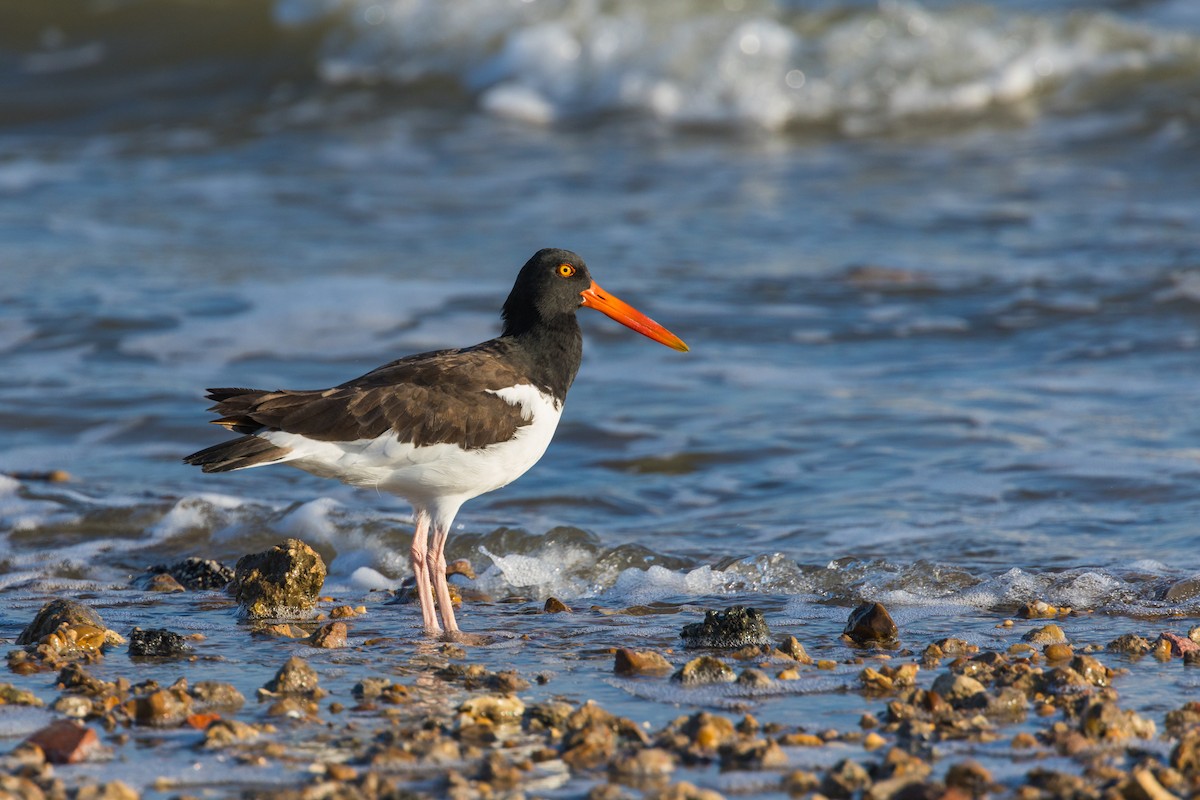 American Oystercatcher - ML643613744