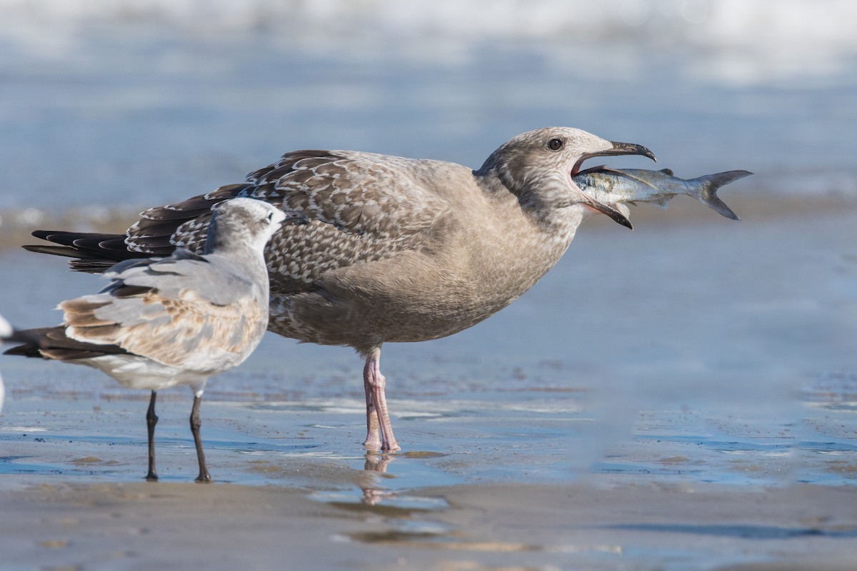 American Herring Gull - ML643613762