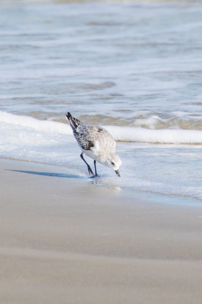 Sanderling - ML643613778