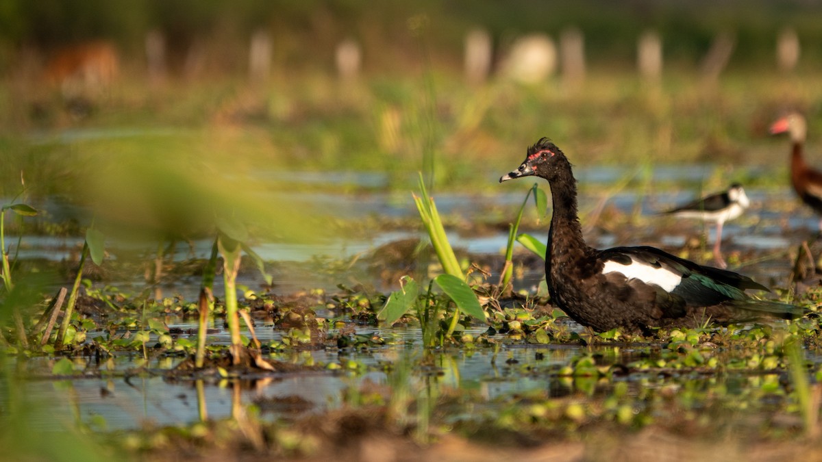 Muscovy Duck - ML643613797