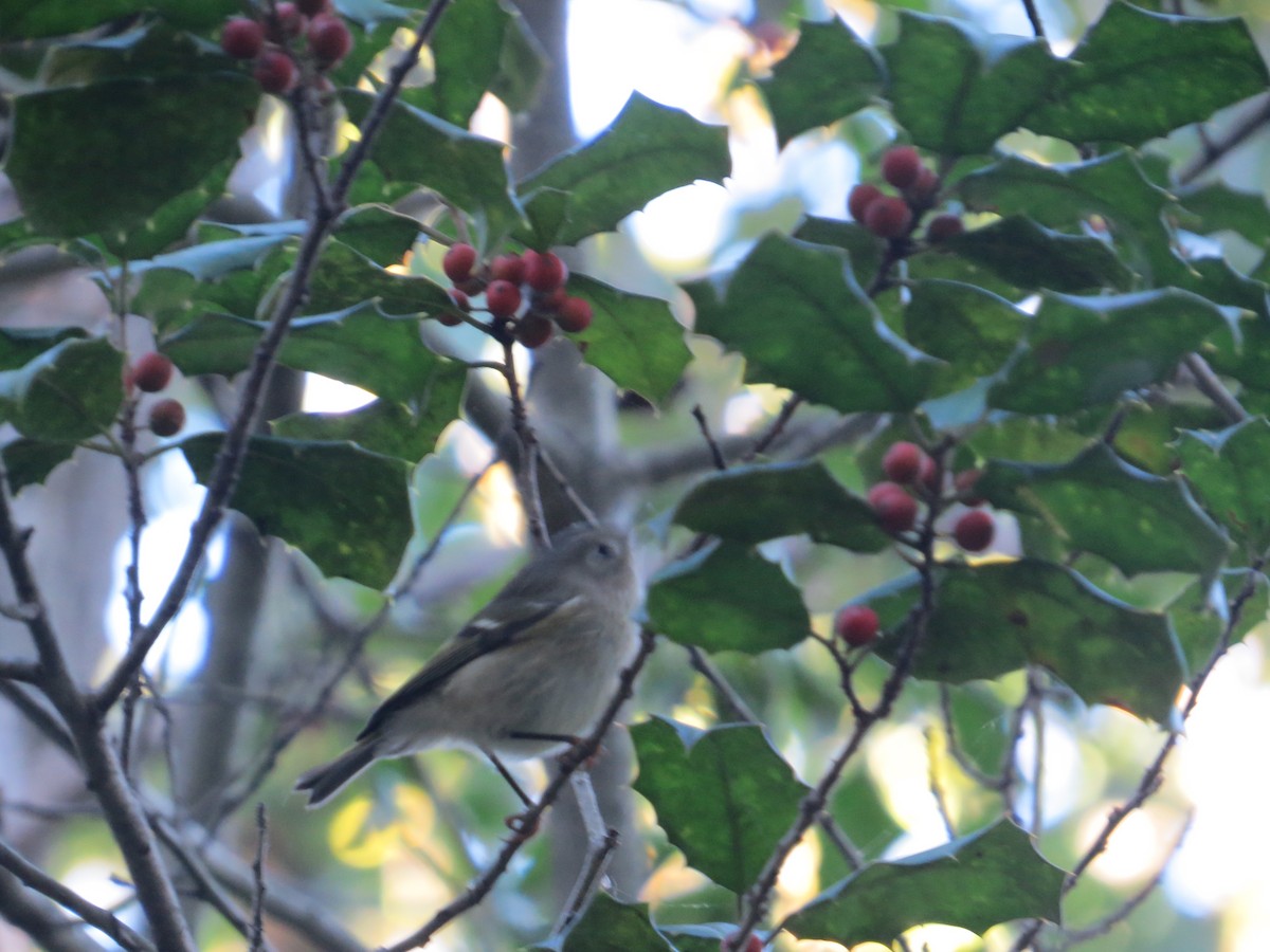 Rubingoldhähnchen - ML643613798