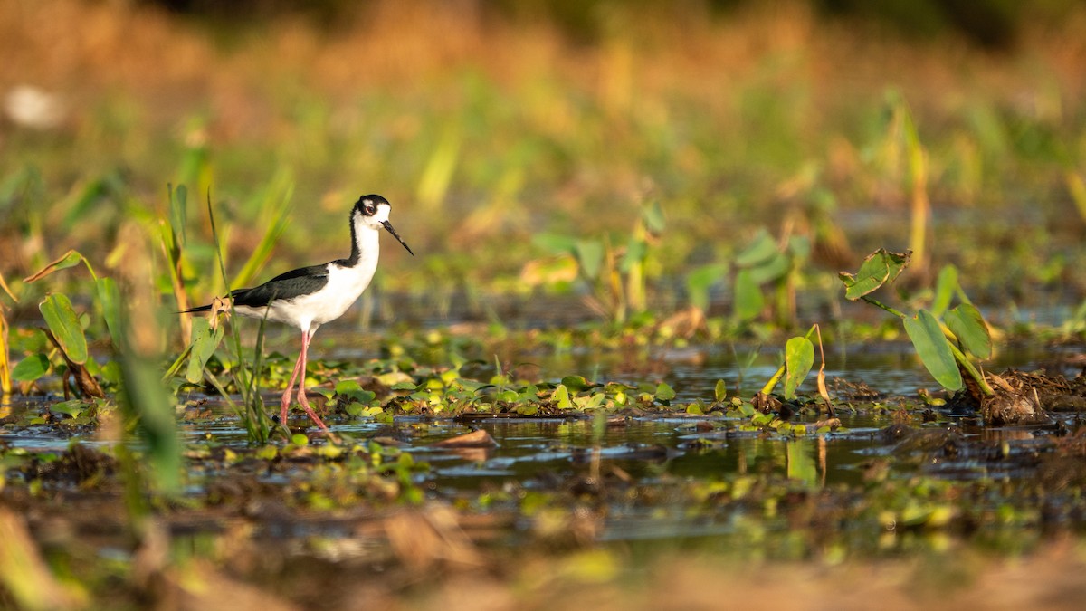 Black-necked Stilt (Black-necked) - ML643613814