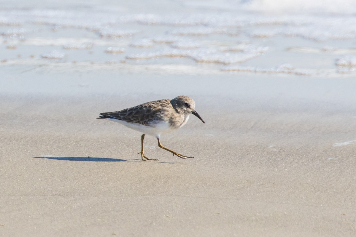 Least Sandpiper - ML643613821