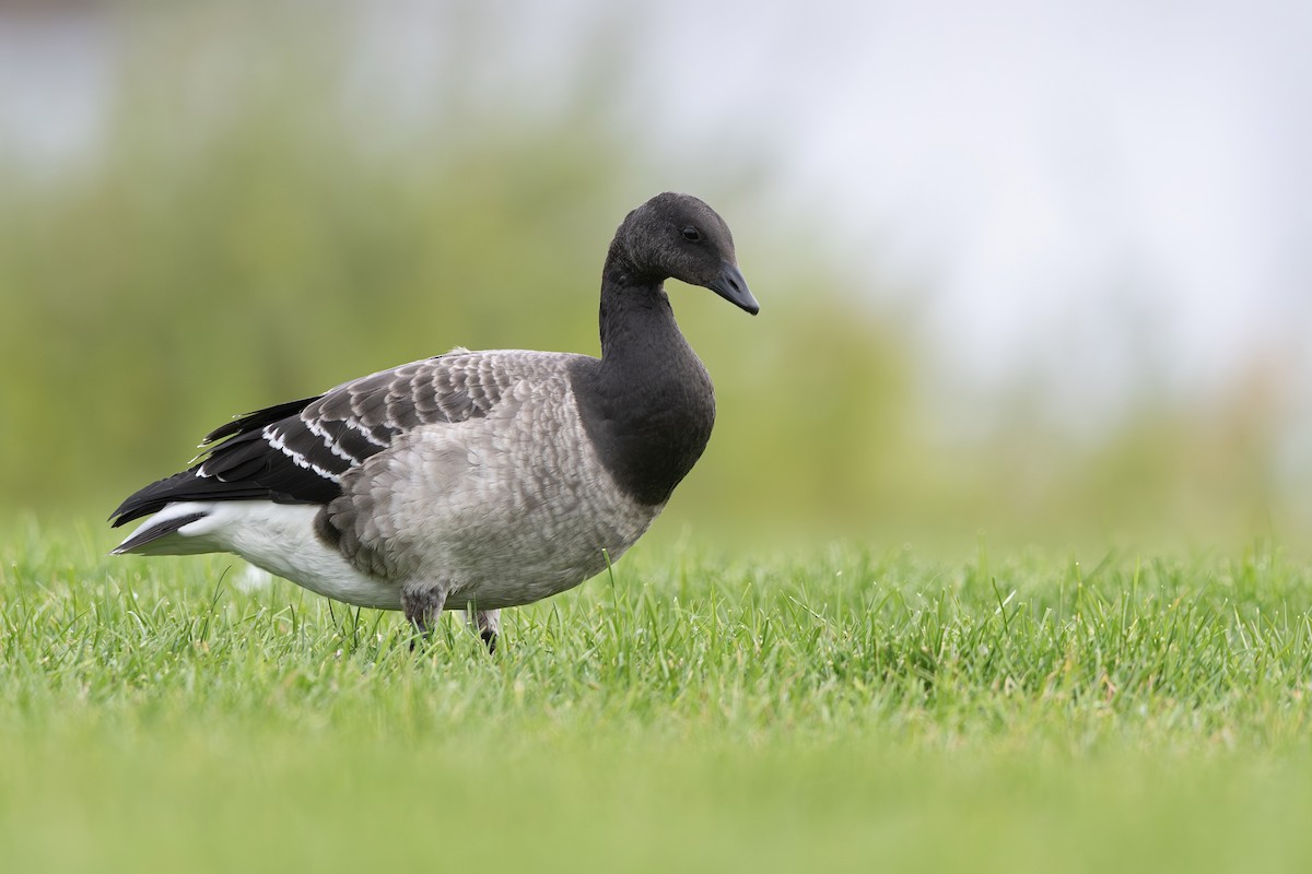 berneška tmavá - ML643613825