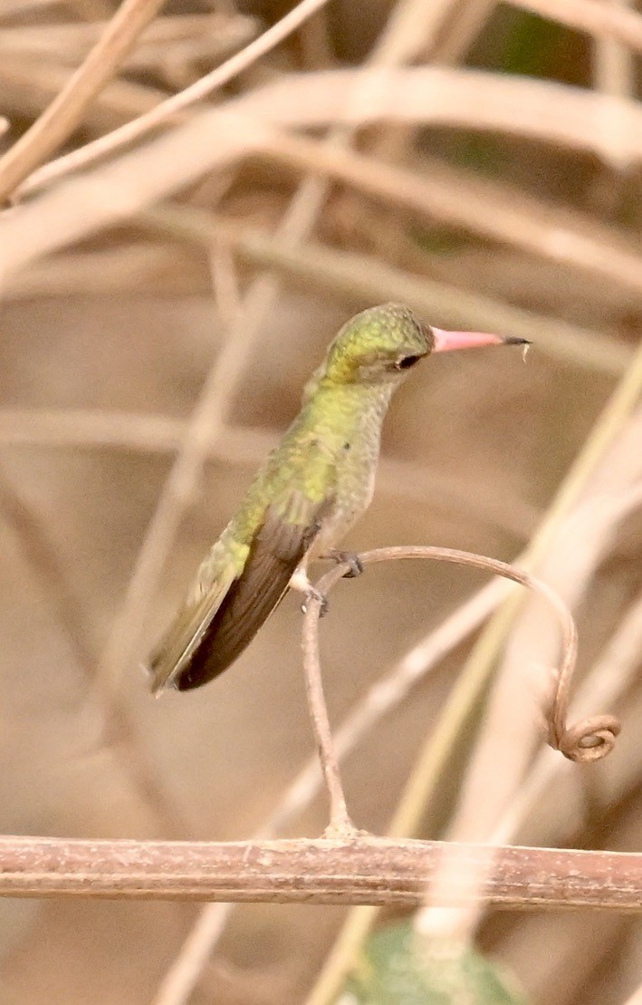 Gilded Hummingbird - ML643613842