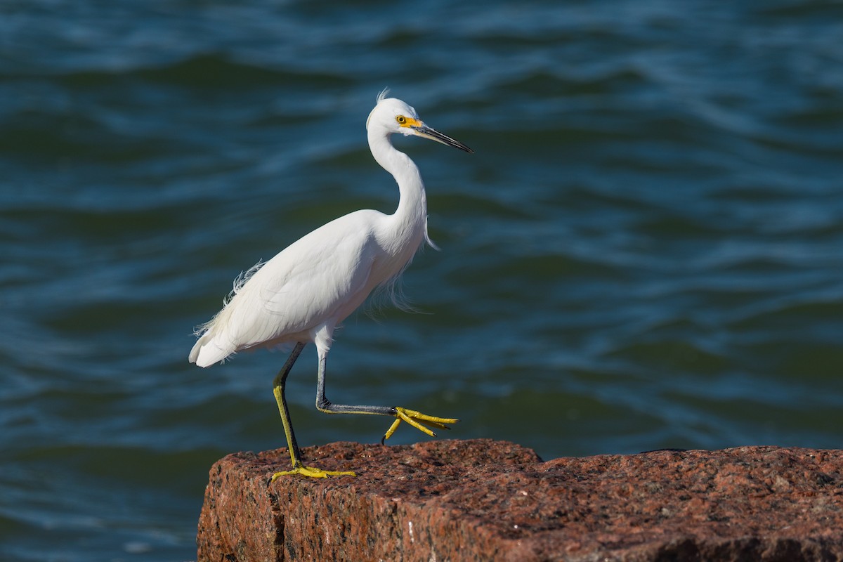 Snowy Egret - ML643613855