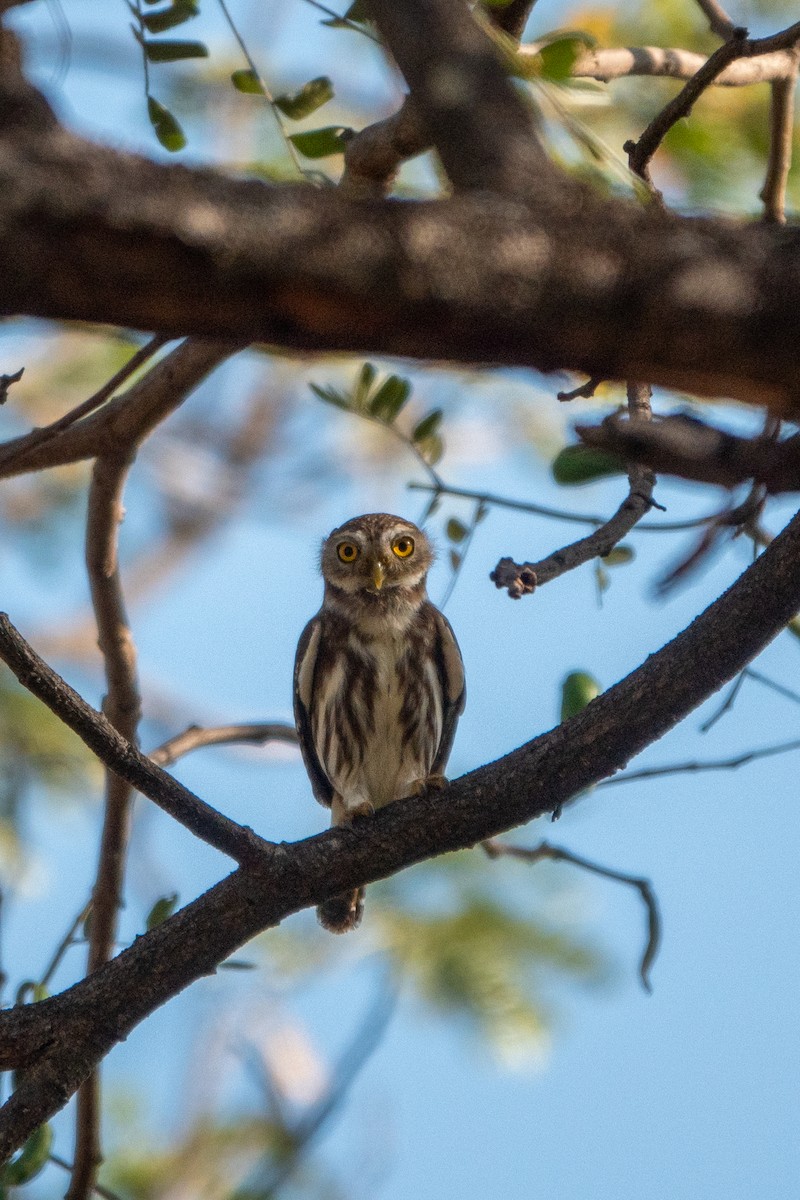 Ferruginous Pygmy-Owl - ML643613885