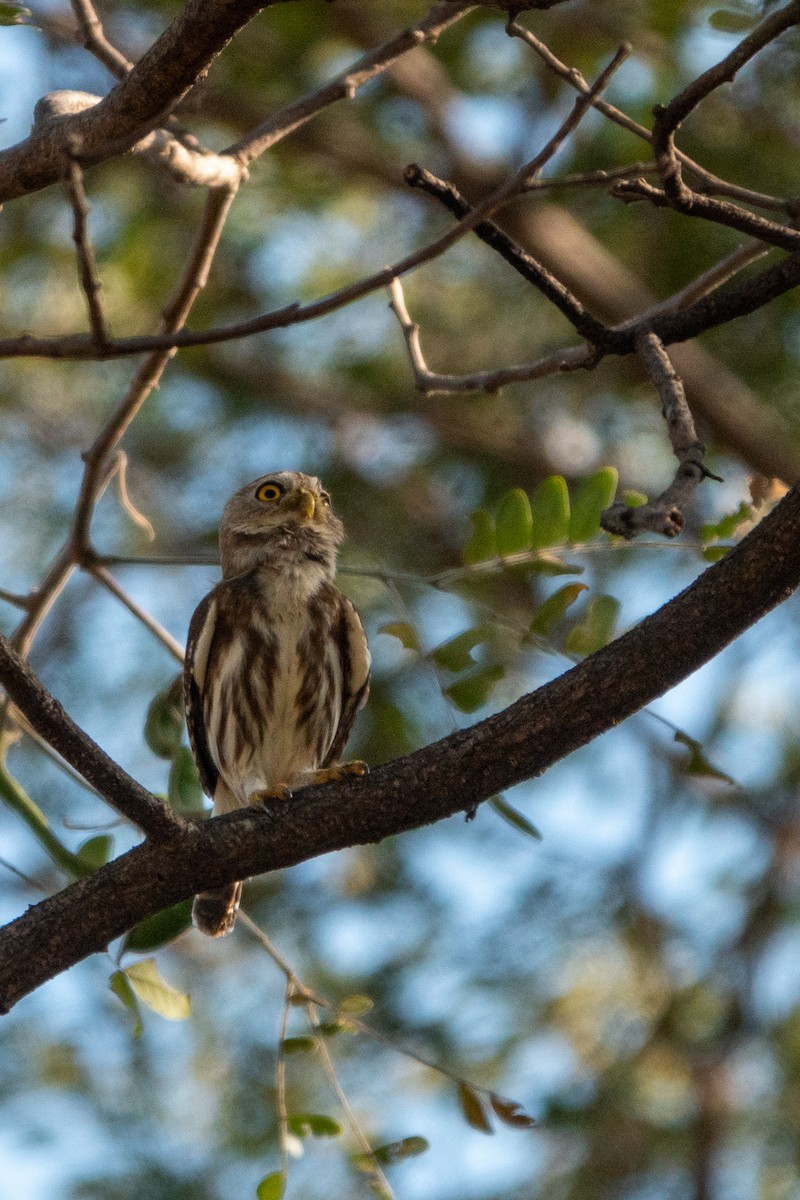 Ferruginous Pygmy-Owl - ML643613886