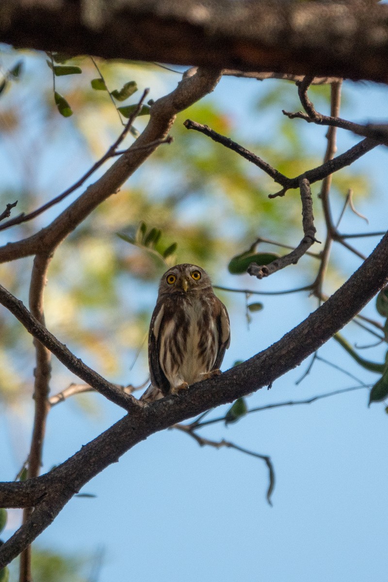 Ferruginous Pygmy-Owl - ML643613887