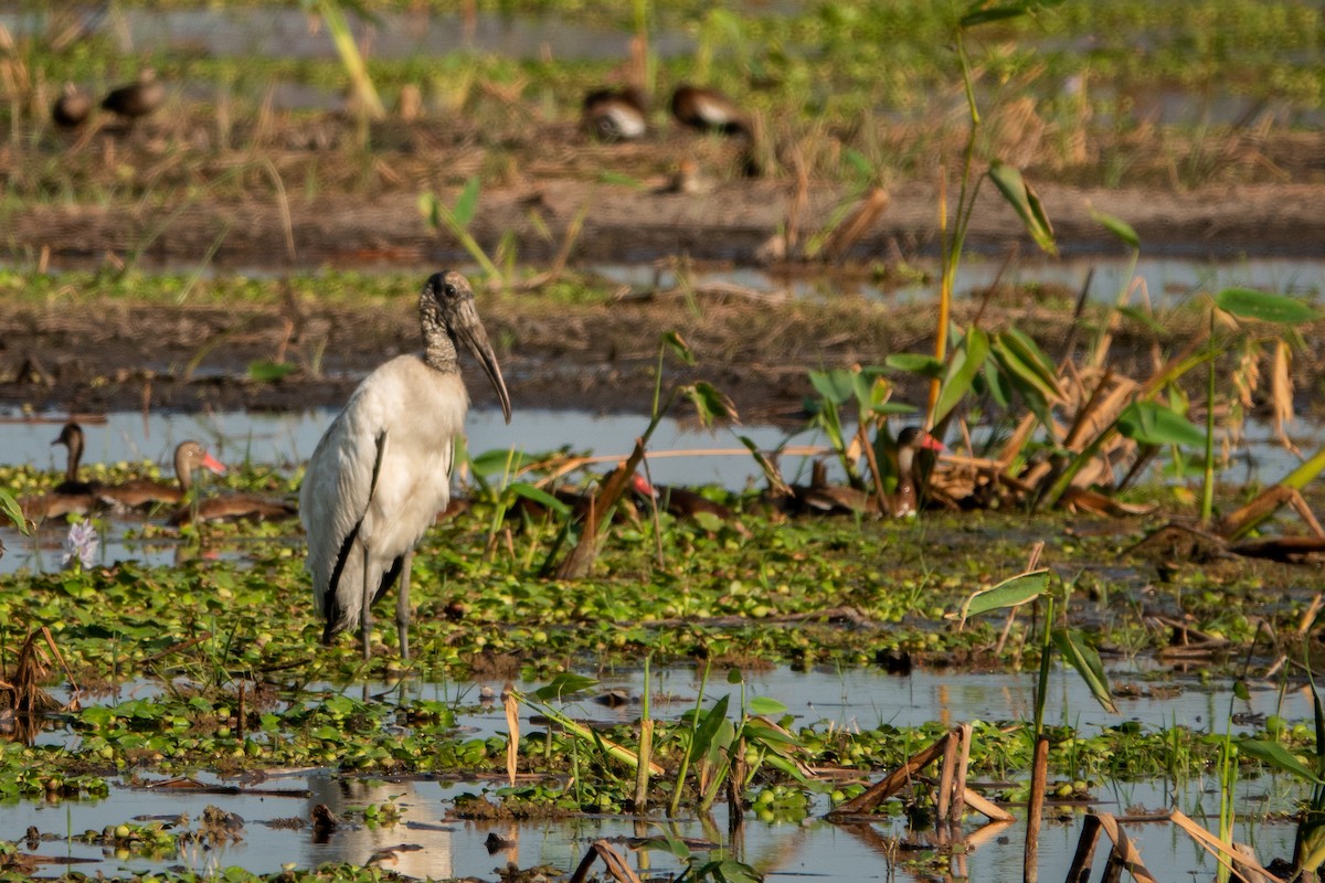 Wood Stork - ML643613901