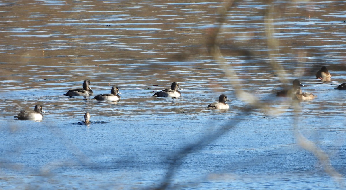 Ring-necked Duck - ML643613904