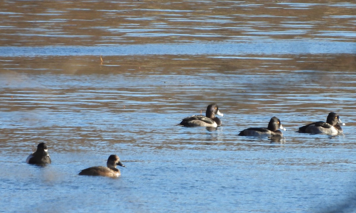 Ring-necked Duck - ML643613908
