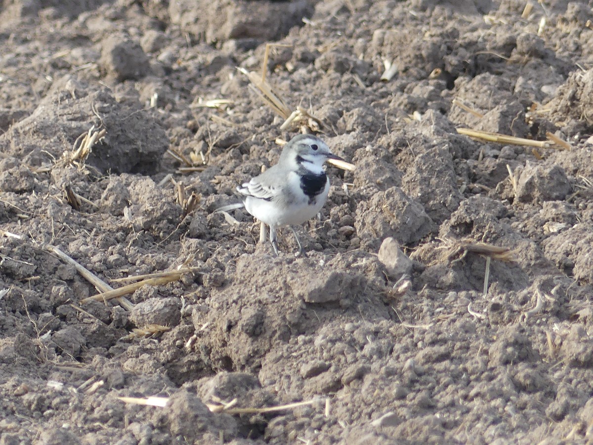 Bergeronnette grise - ML643613913