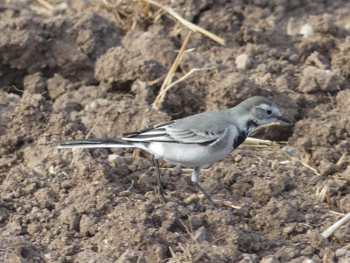 Bergeronnette grise - ML643613917