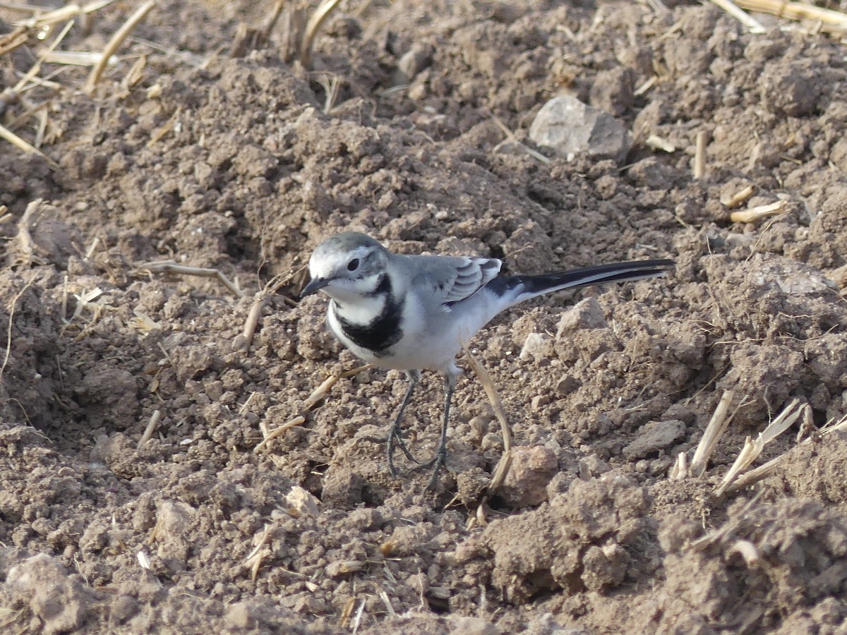 Bergeronnette grise - ML643613921