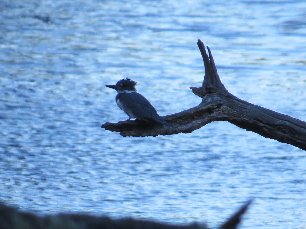 Gürtelfischer - ML643613938