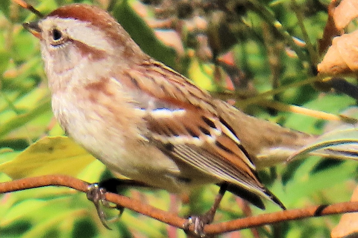 American Tree Sparrow - ML643613945