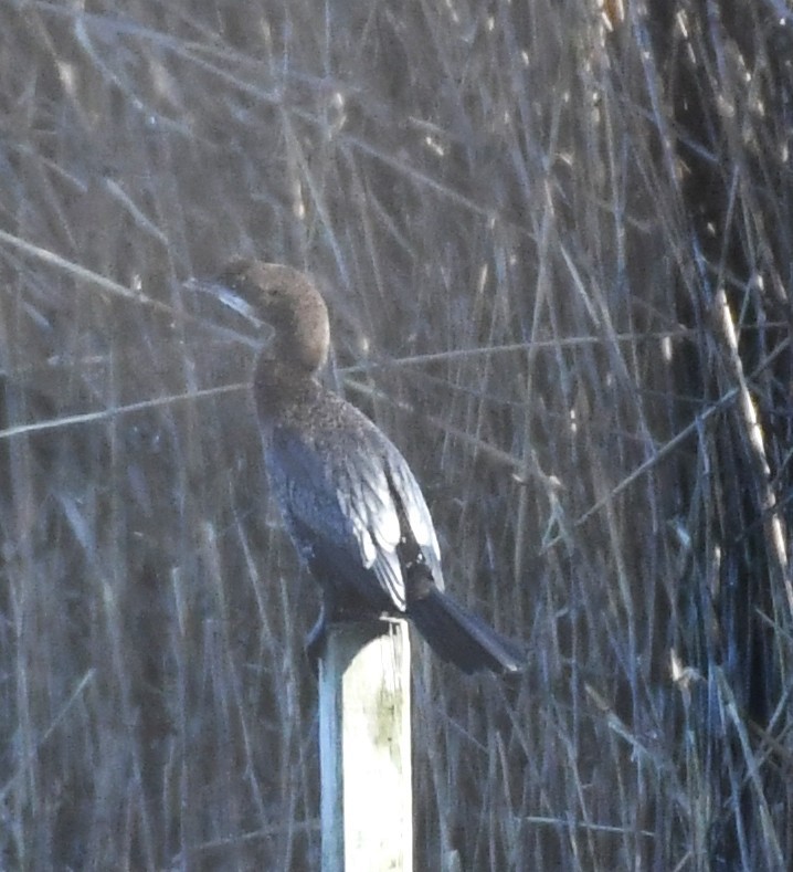 Pygmy Cormorant - ML643613950