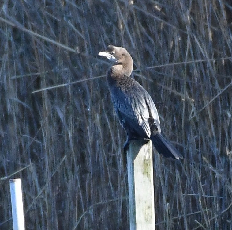 Pygmy Cormorant - ML643613951