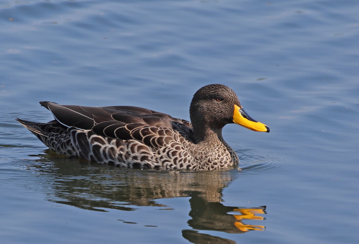 Yellow-billed Duck - ML643613980