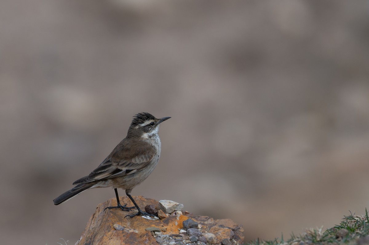 White-winged Cinclodes - ML643614001