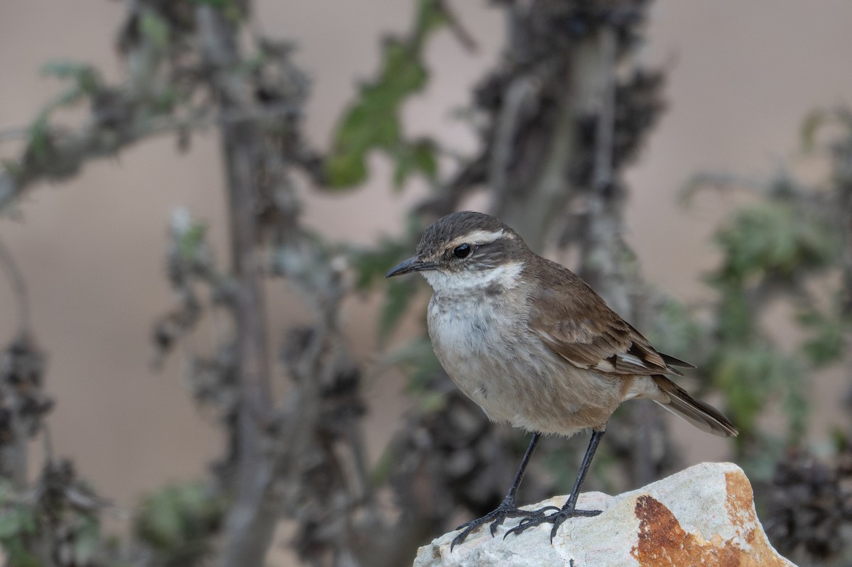 White-winged Cinclodes - ML643614002