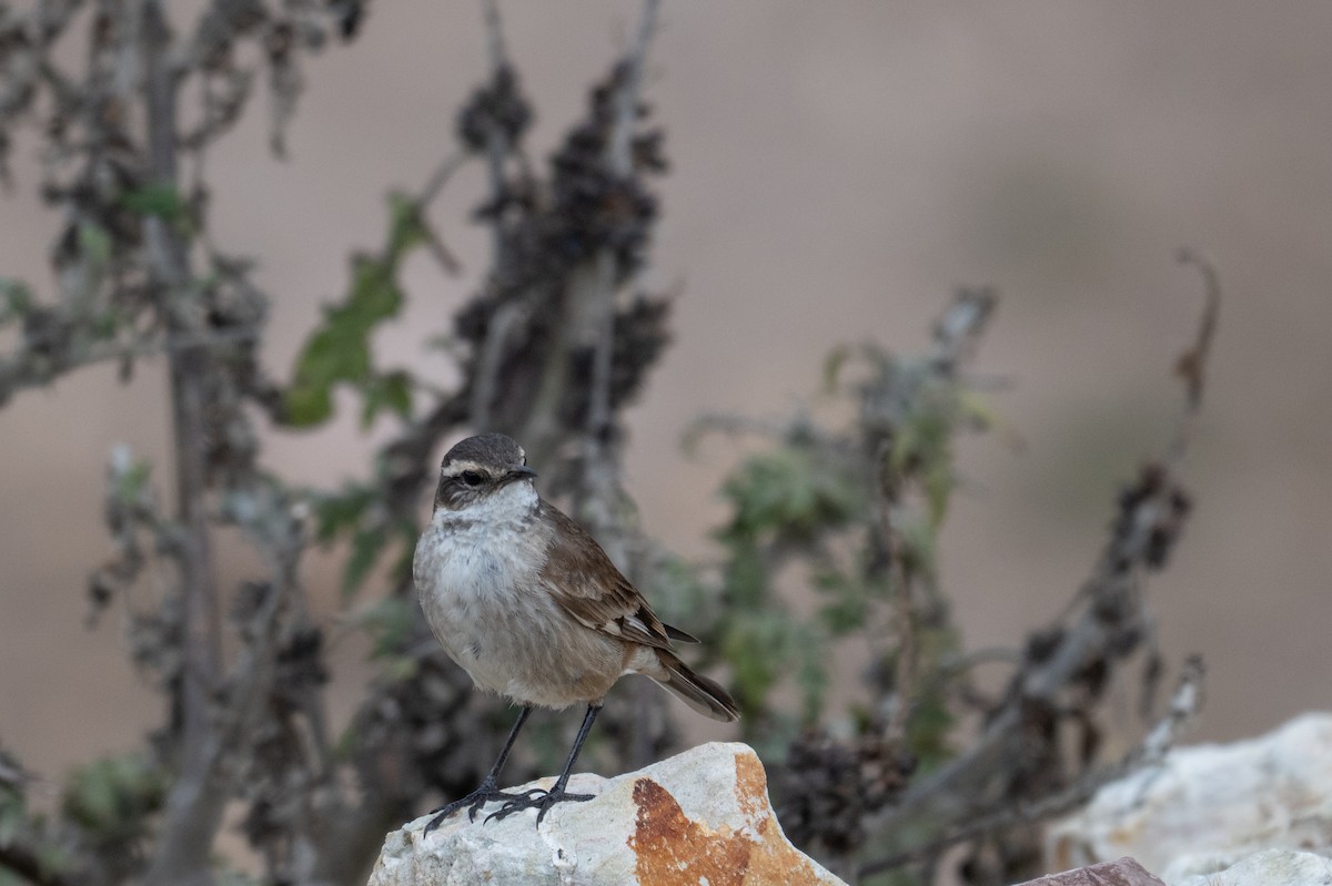 White-winged Cinclodes - ML643614003