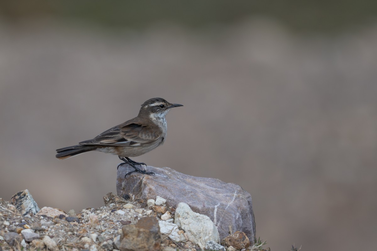 White-winged Cinclodes - ML643614004