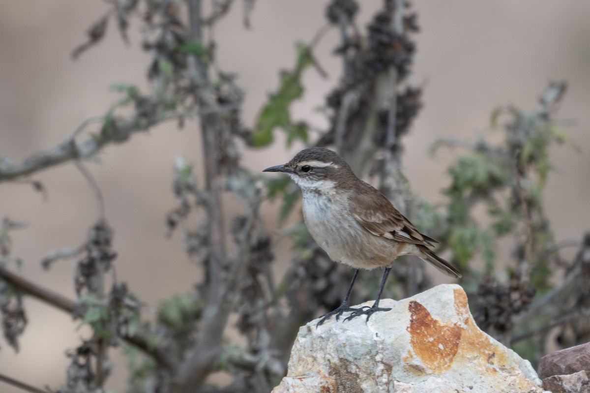 White-winged Cinclodes - ML643614005
