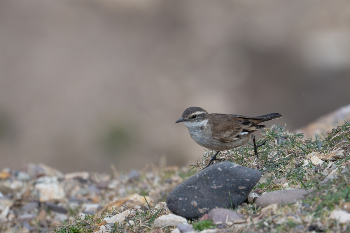 White-winged Cinclodes - ML643614006