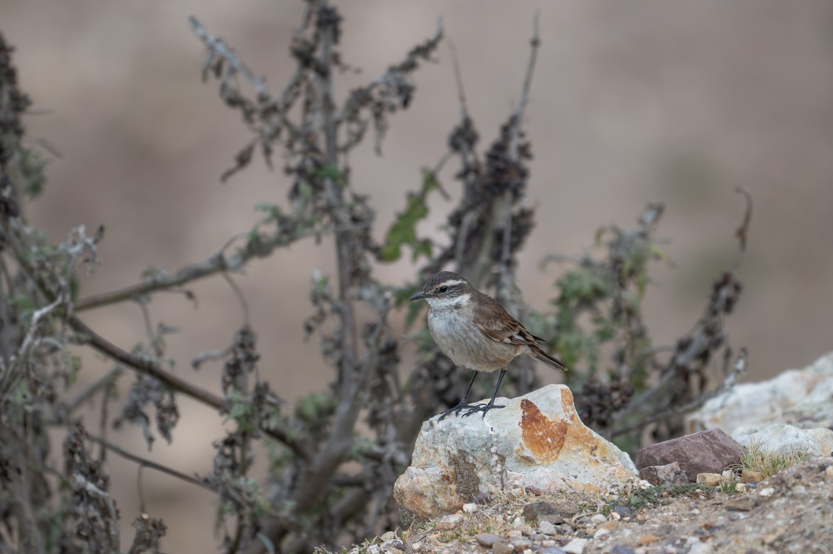 White-winged Cinclodes - ML643614007