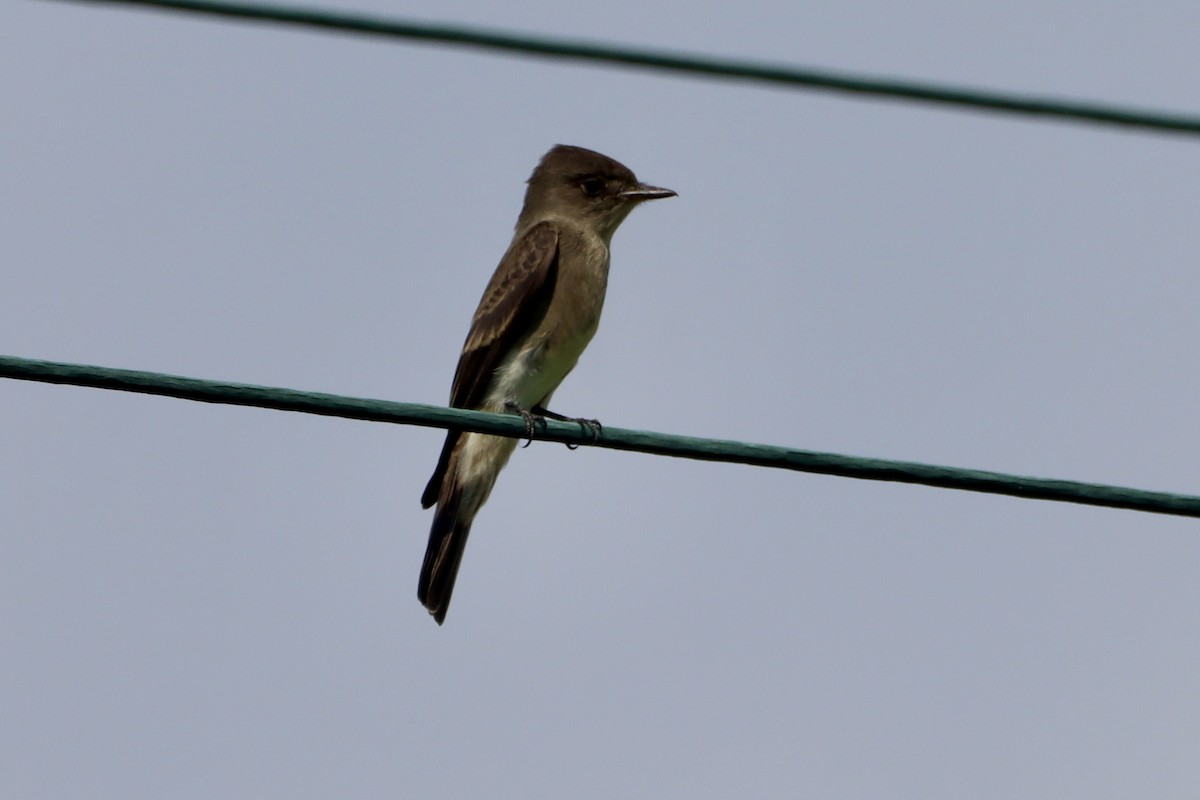 Eastern Wood-Pewee - ML643614008