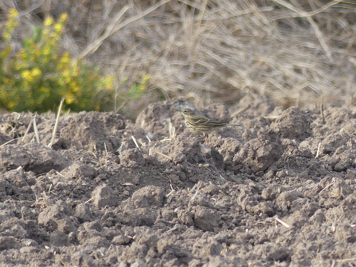 Pipit farlouse - ML643614021