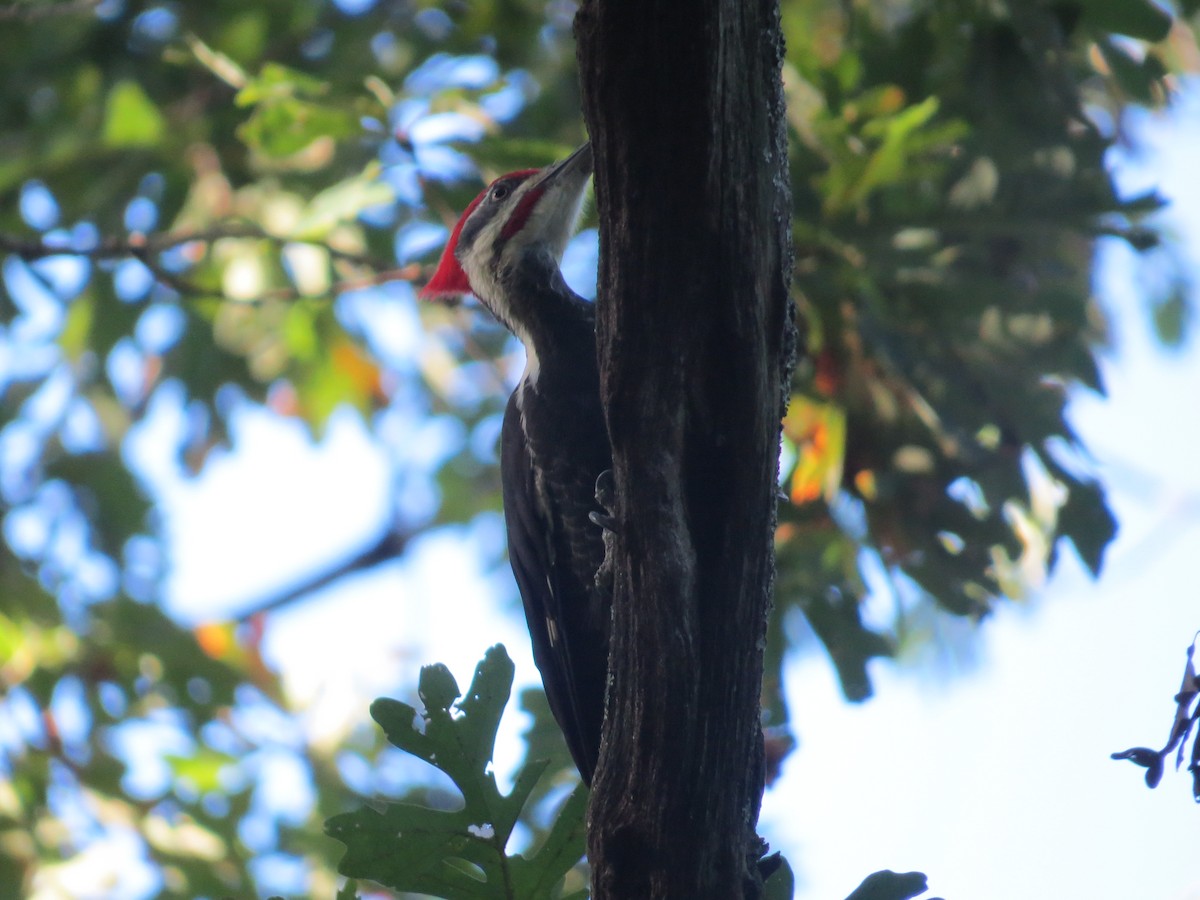 Helmspecht - ML643614032